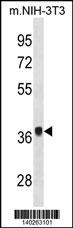 Fgf8 Antibody