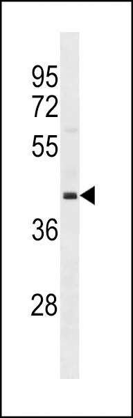 OPCML Antibody