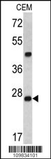 dcr-1 Antibody