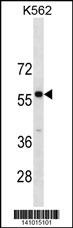 PBX3 Antibody