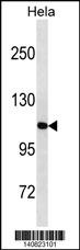LONP1 Antibody