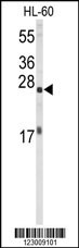 EIF4E Antibody
