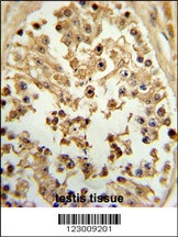 EIF4E Antibody