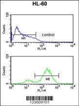 EIF4E Antibody