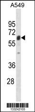 TRIM22 Antibody