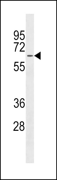 MFSD4 Antibody