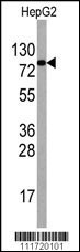 EIF4B Antibody