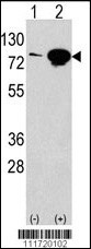 EIF4B Antibody