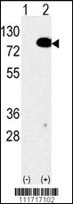 EIF4B Antibody