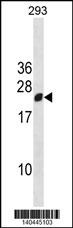 RGS13 Antibody