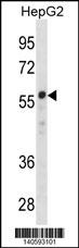 ZNF276 Antibody