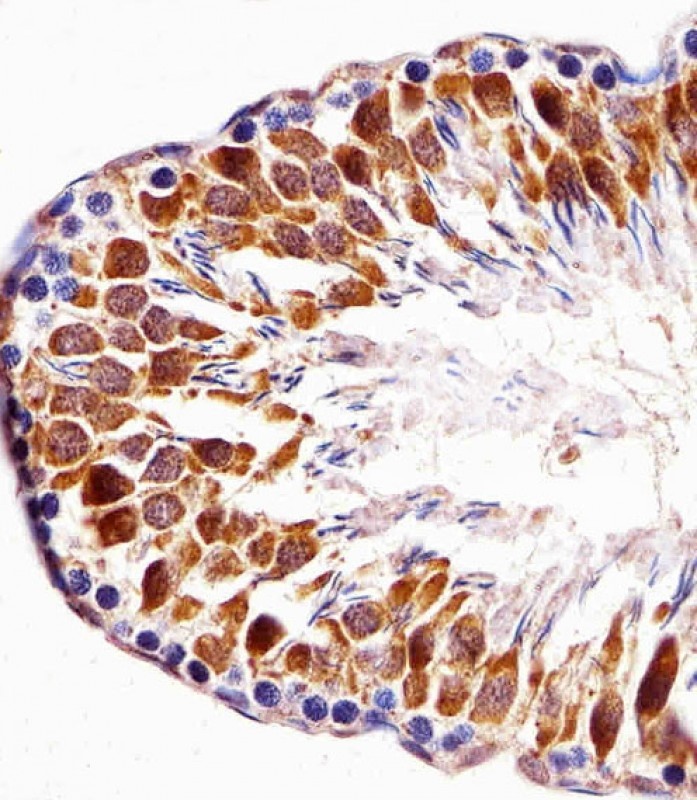 Mouse Pbk Antibody
