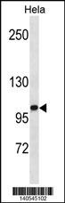 ZHX1 Antibody