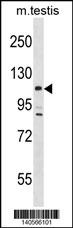 Lats2 Antibody
