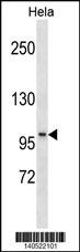 SSH1 Antibody
