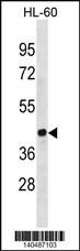 EVX1 Antibody