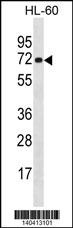 NEIL3 Antibody