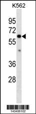 COL10A1 Antibody