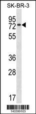 MBD4 Antibody