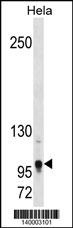 Tshz1 Antibody