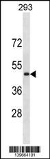 RNF135 Antibody