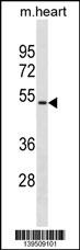 Hoxa10 Antibody