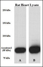 ACO2 Antibody