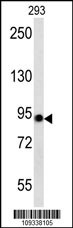 ACO2 Antibody