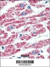 ACO2 Antibody