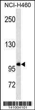 GTF3C3 Antibody