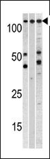 CSE1L Antibody