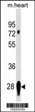 CAPNS2 Antibody