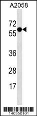 SYT4 Antibody