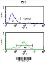 TNPO1 Antibody