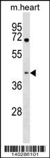 Khdrbs1 Antibody