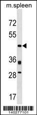 Prr5 Antibody