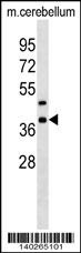 Crkl Antibody