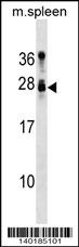Tusc1 Antibody