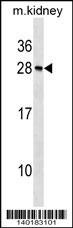 Rcvrn Antibody