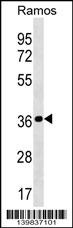 MRPL19 Antibody