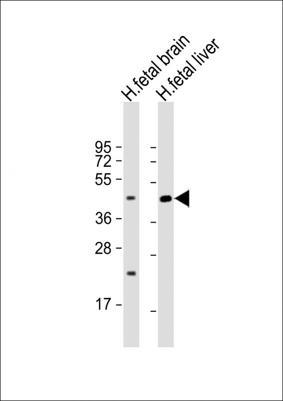 SLC30A10 Antibody