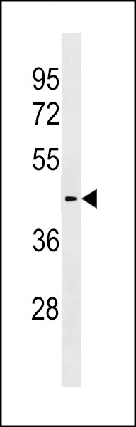 SLC30A10 Antibody