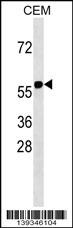 RNF31 Antibody