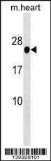 HOXB7 Antibody