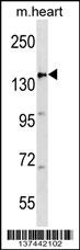 APC Antibody