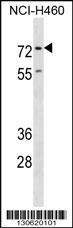 ENAH Antibody