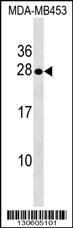 SPINT2 Antibody