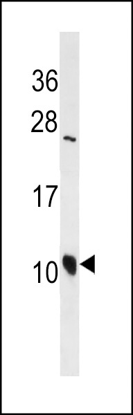 DEFA3 Antibody
