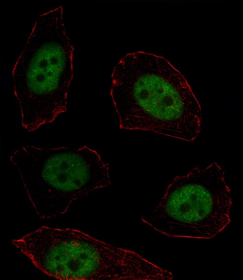 MSX1 Antibody