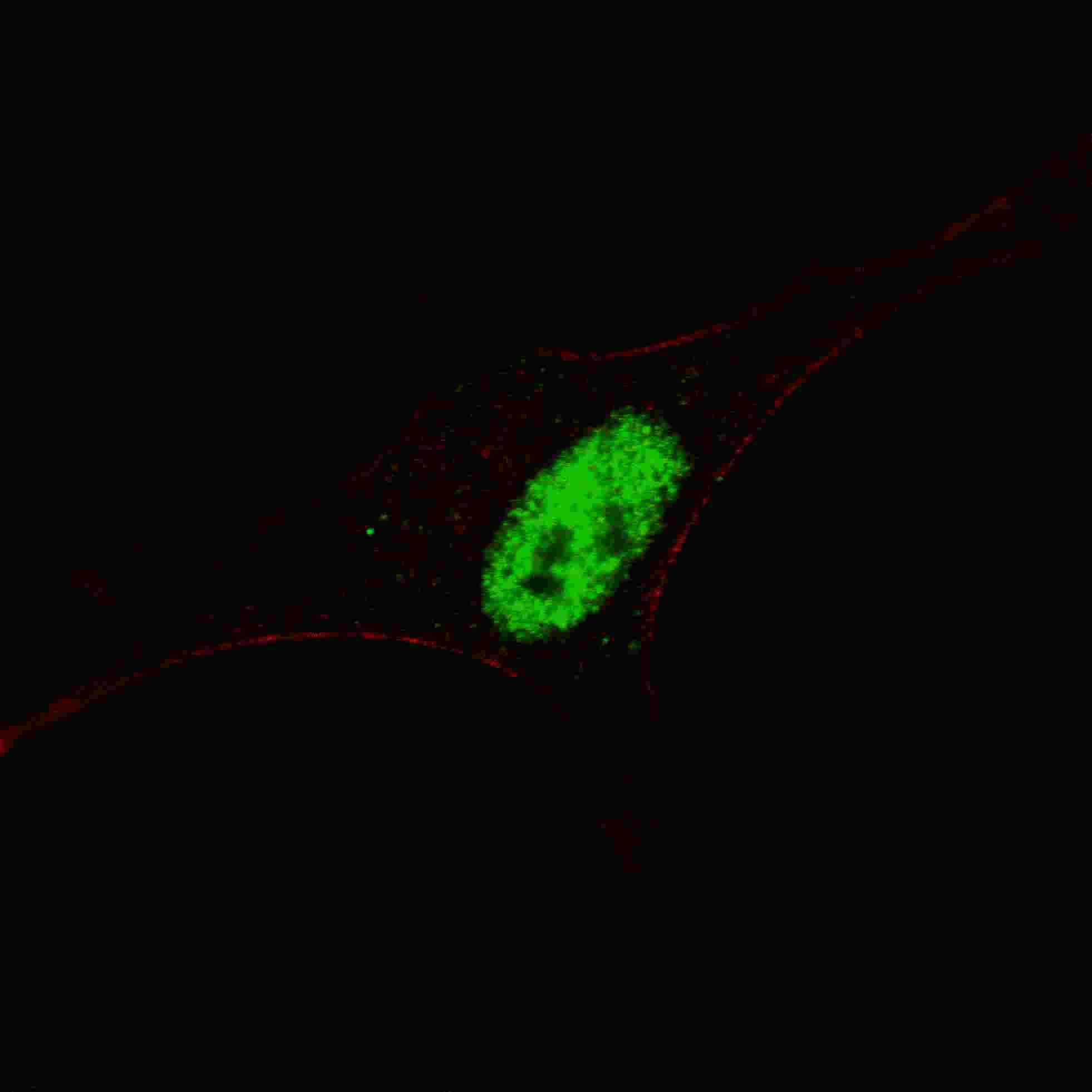 MSX1 Antibody